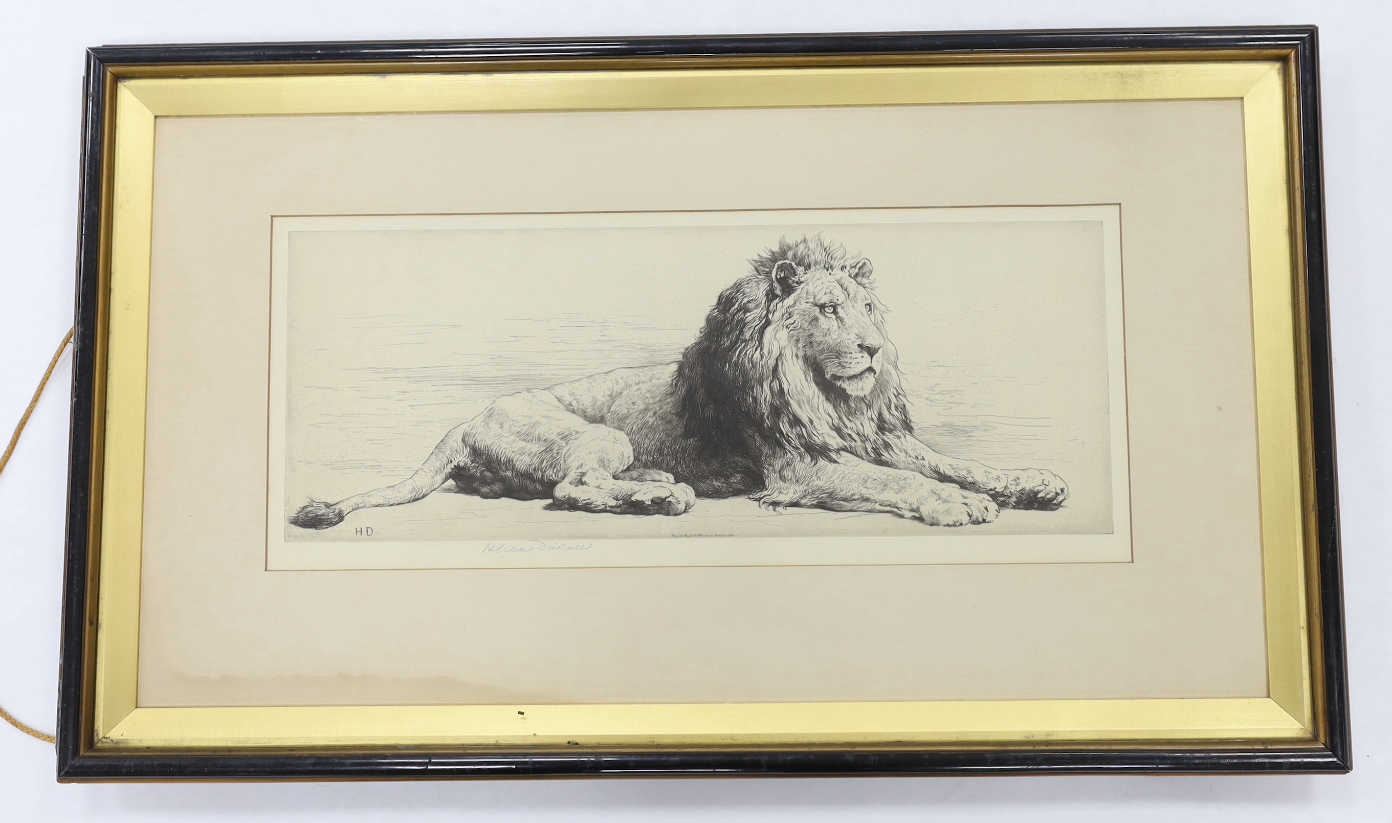Herbert Dicksee (1862-1942), etching, Study of a Lion, signed in pencil, one of 150 signed proofs, publ. 1915, 20 x 50cm